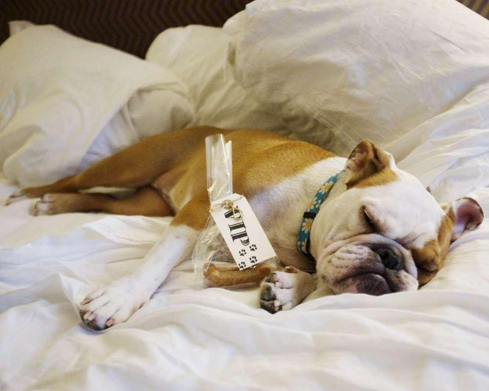 The Allegro Royal Sonesta Loop Hotel