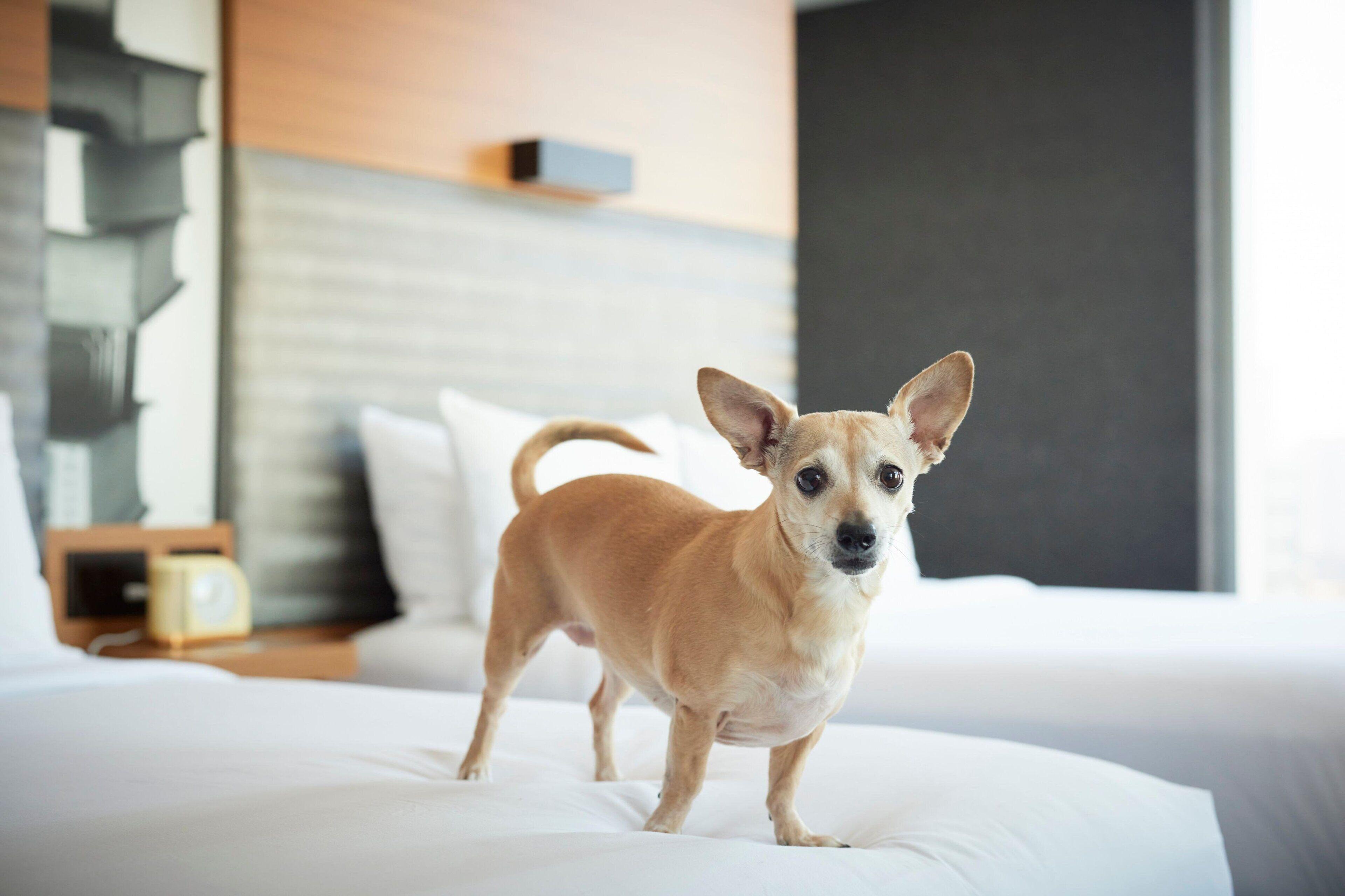 Aloft Downtown River North Hotel 3*