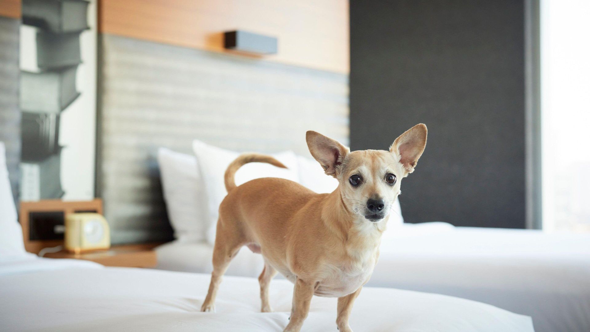 Aloft By Marriott Downtown River North Hotel 3*
