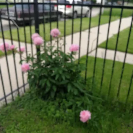 320 Happy * Chicago
