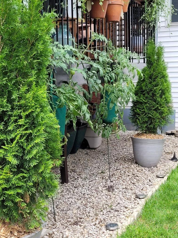 Comfy Garden In Andersonville Apartment