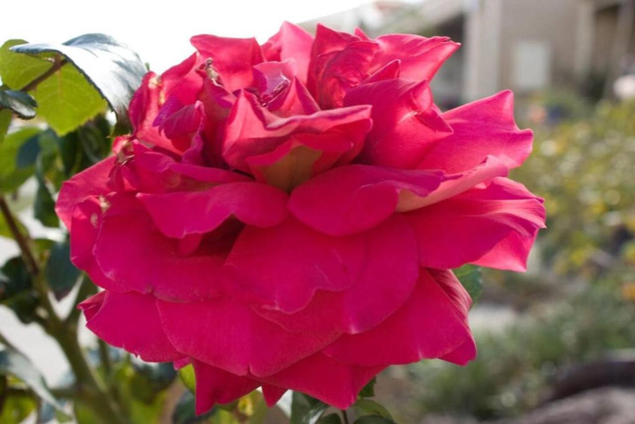 2br Airy & Tidy With Free Covered Parking - Modern * Chicago